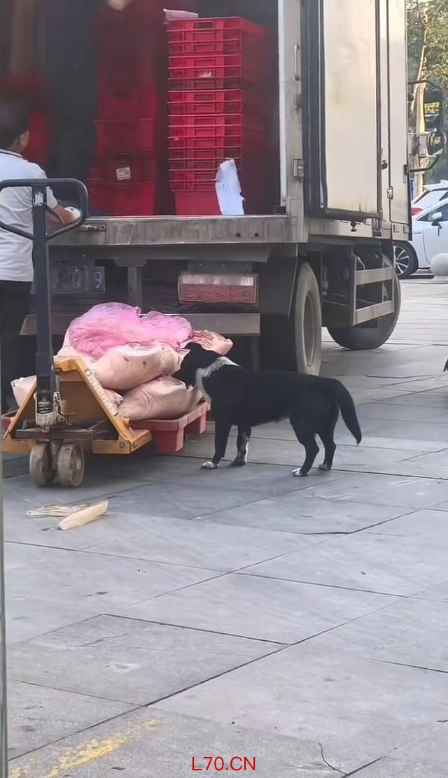 狗啃食超市猪肉 搬运工视而不见